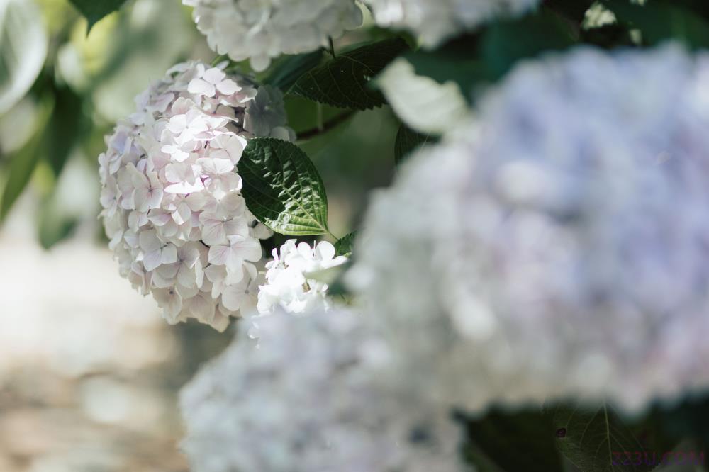 无尽夏 – 20P – 摄影：辜深深 – 模特：胡莅雅-艺语图