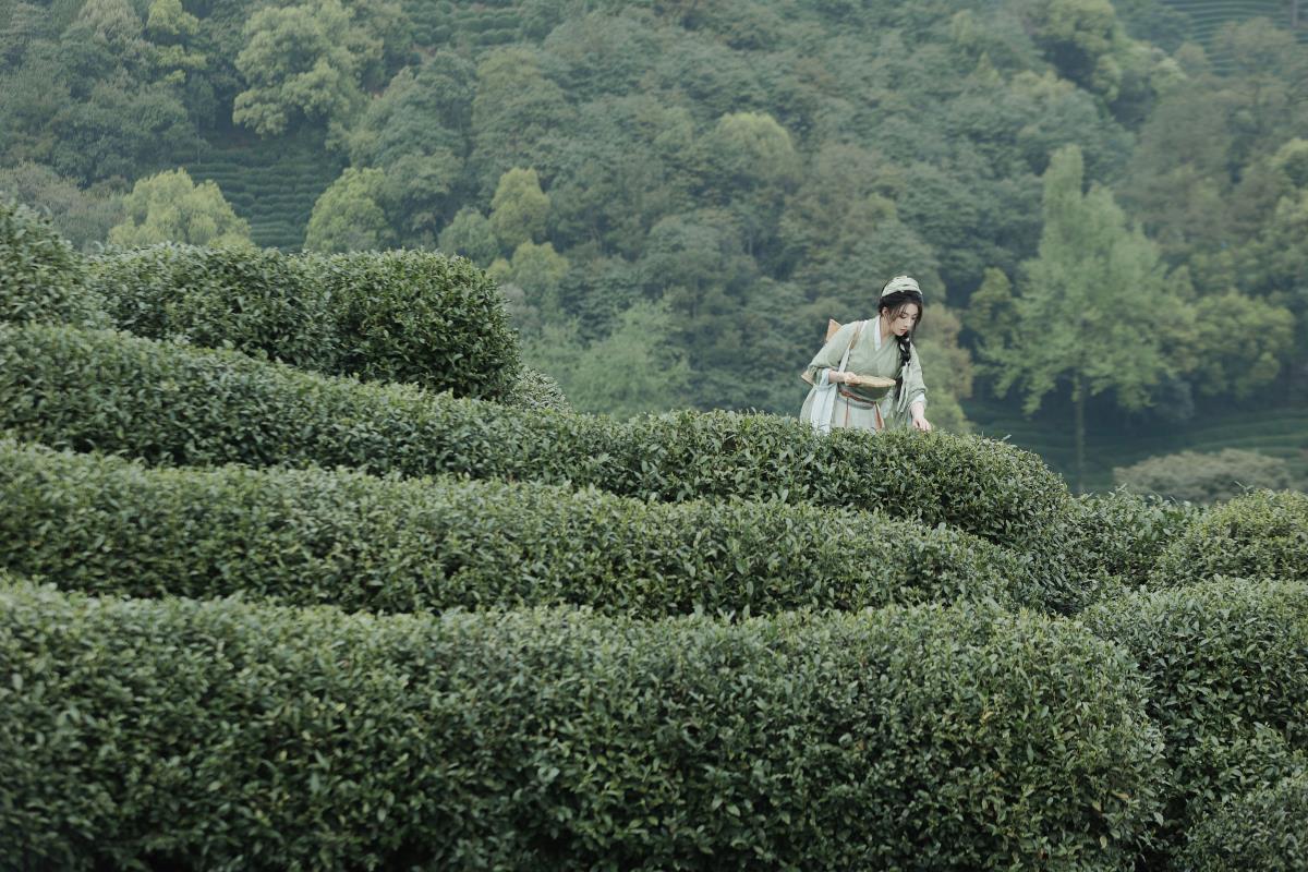 采茶 - 摄影：若寒Rock - 模特：是南渊不是洲-艺语图