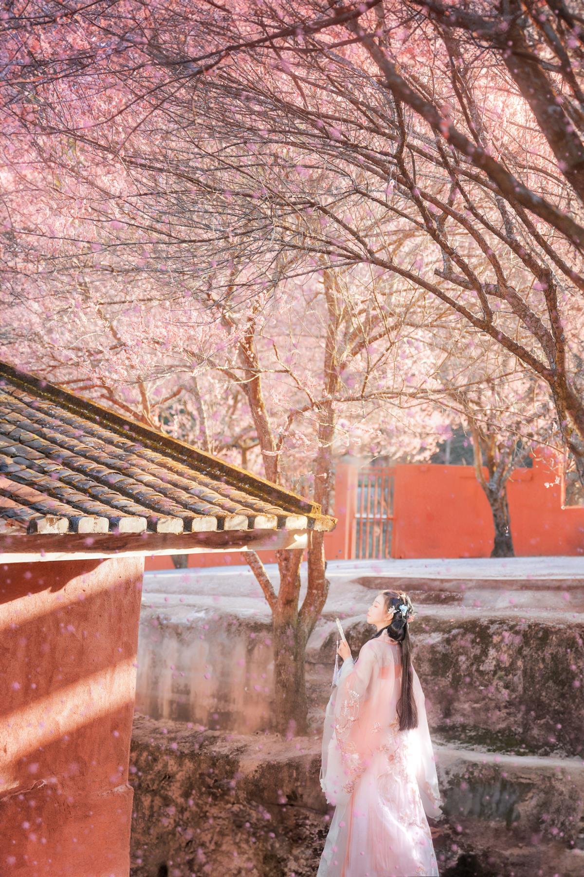 梅花古风人像拍摄 – 摄影：小蜜蜂 – 模特：卿莫07-艺语图