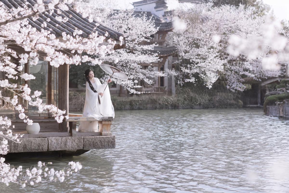 故园赏樱 - 摄影：若寒Rock - 模特：比奇堡最漂亮的女人-艺语图