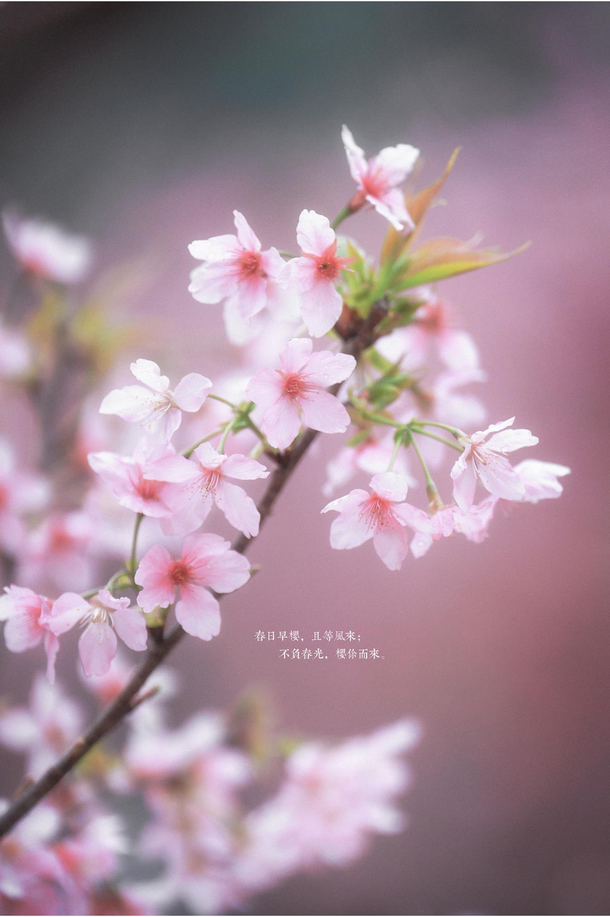 古风人像拍摄-樱花-陌上花开 - 摄影：小蜜蜂 - 模特：阿咩咩咩-艺语图