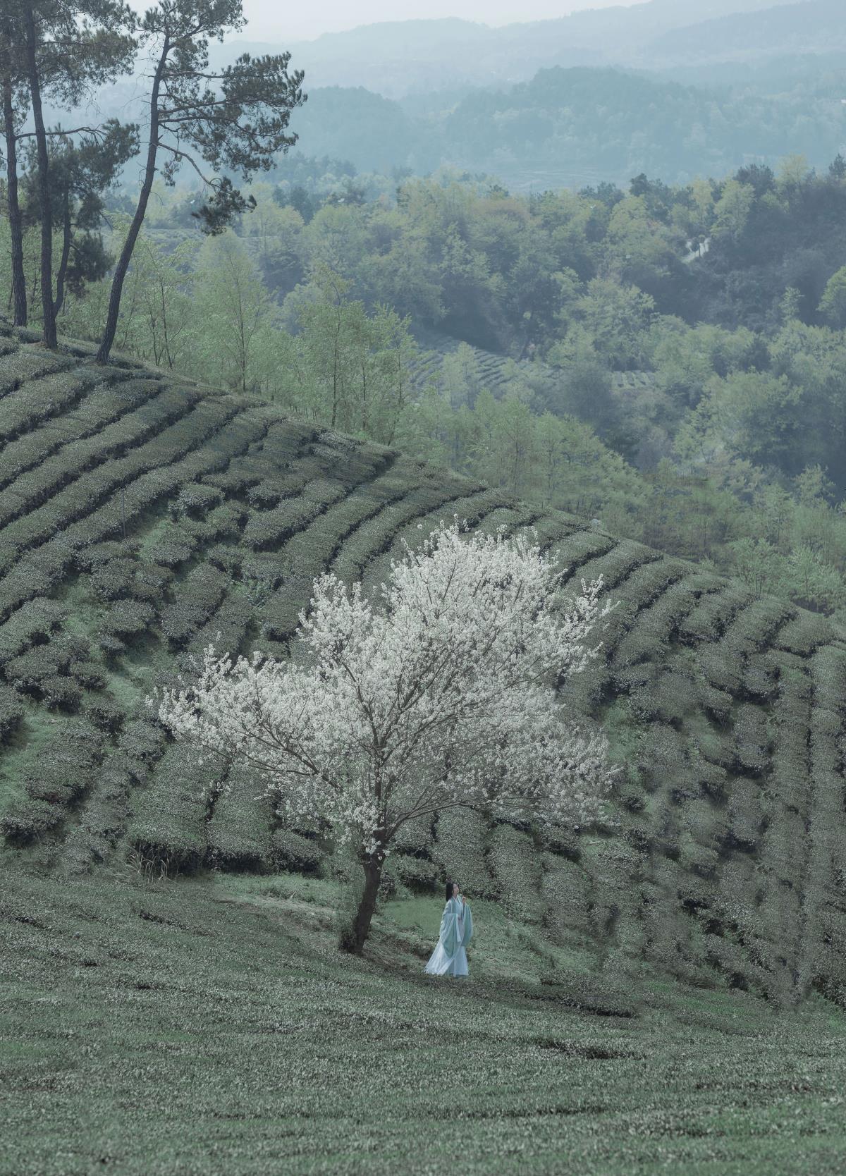 一梦浮生 - 摄影：开夜车的猫- - 模特：-木白白-艺语图