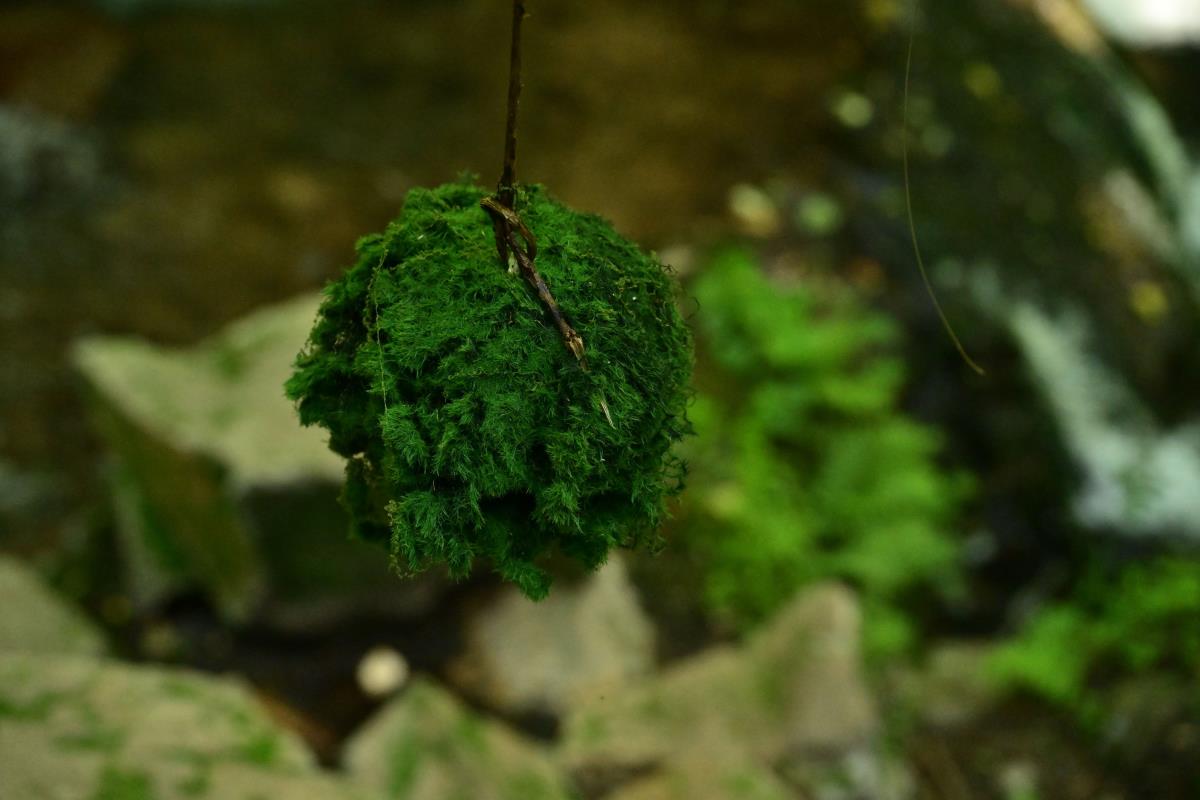 绿意重渡沟 –-艺语图