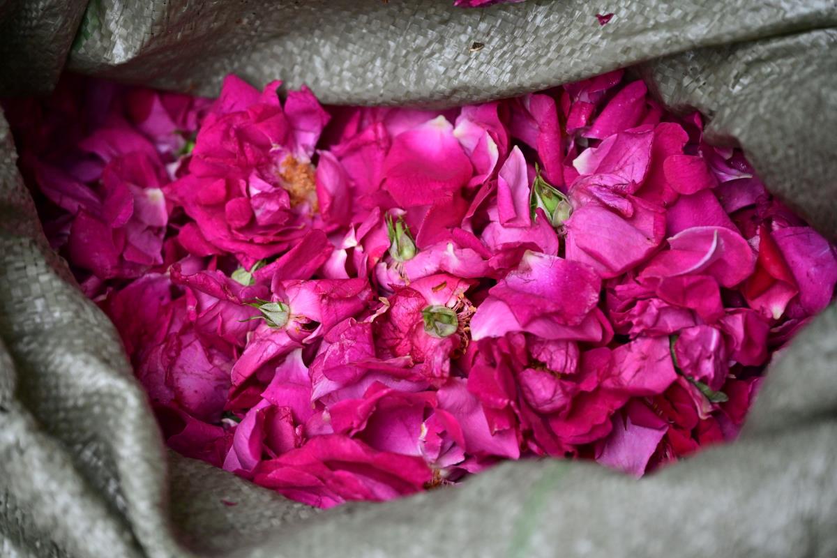 鲜花饼店的玫瑰 –-艺语图